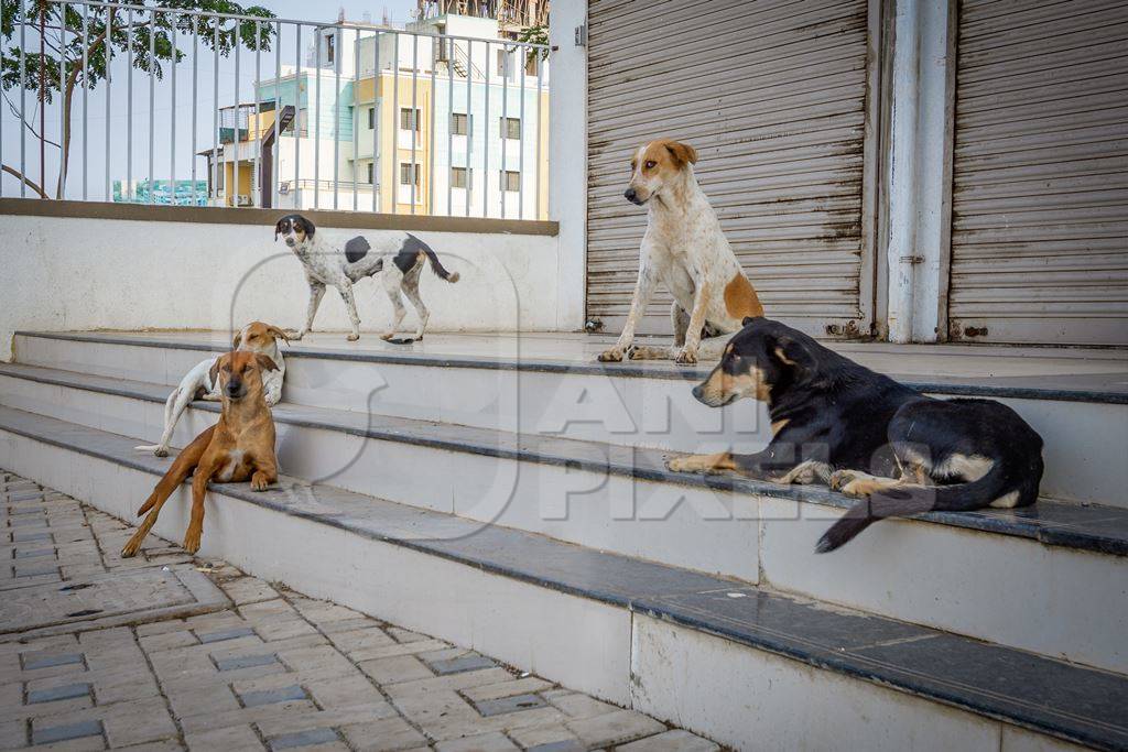 Pack of Indian street or stray dogs sitting on steps in the urban city of Pune, India