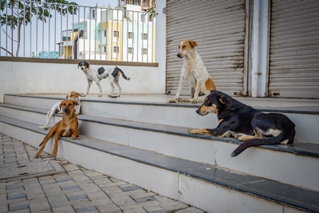 Pack of Indian street or stray dogs sitting on steps in the urban city of Pune, India