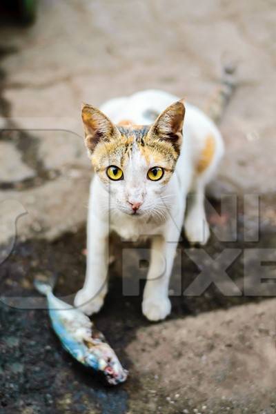 Tortoiseshell and white street cat wtih fish at Sassoon docks