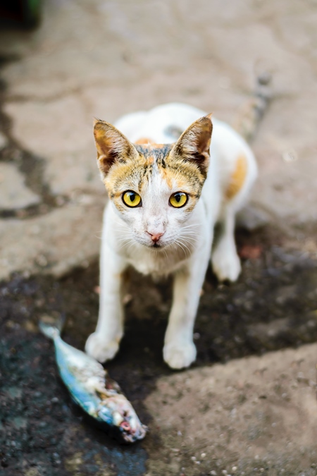 Tortoiseshell and white street cat wtih fish at Sassoon docks