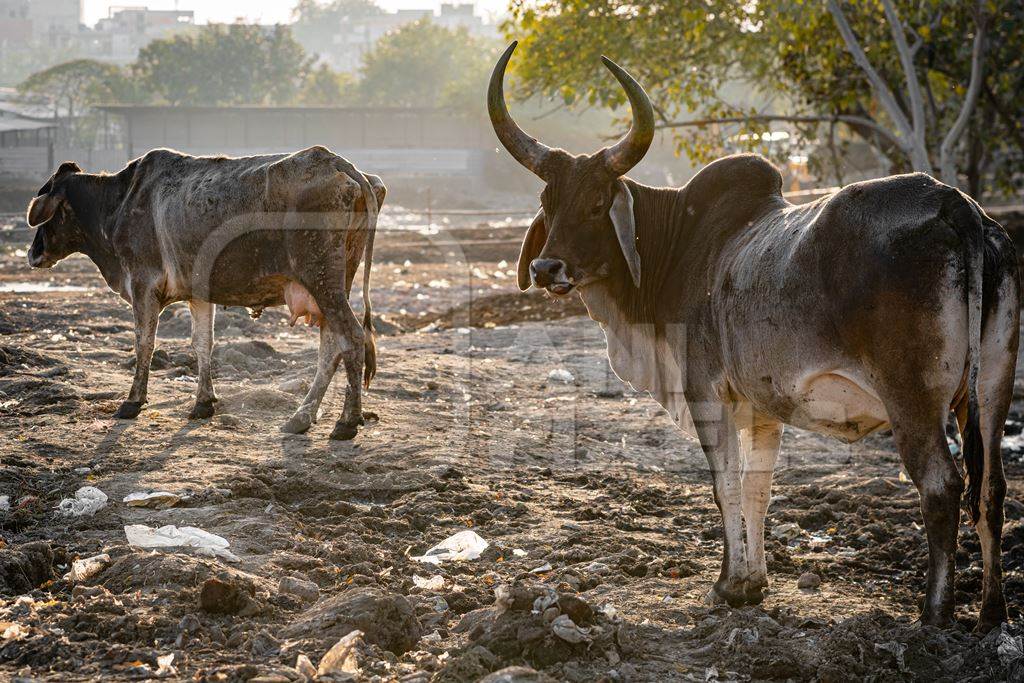 Indian street or stray cows or bullocks with large horns on wasteground and garbage dump, Ghazipur, Delhi, India, 2022