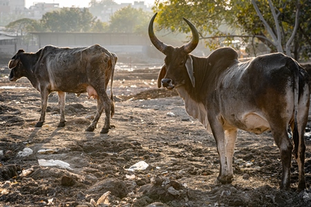 Indian street or stray cows or bullocks with large horns on wasteground and garbage dump, Ghazipur, Delhi, India, 2022
