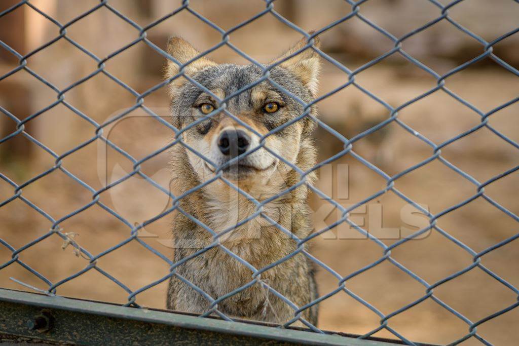 Captive Indian Grey Wolf behind fence at Machia Biological Park (Jodhpur Zoo), India, 2022