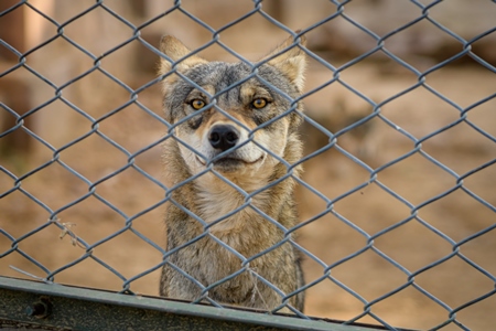 Captive Indian Grey Wolf behind fence at Machia Biological Park (Jodhpur Zoo), India, 2022
