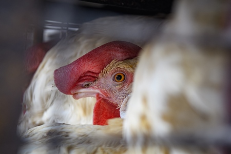 Close up of Indian broiler chickens stacked in cages outside a small chicken shop in Jaipur, India, 2022