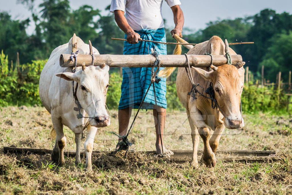 Two working bullocks in harness pulling plough through field with farmer