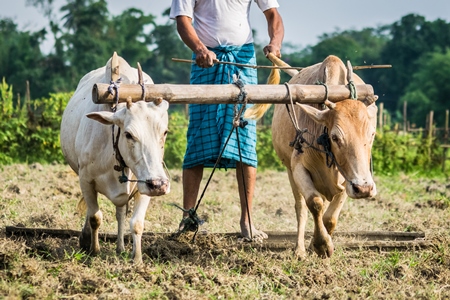 Two working bullocks in harness pulling plough through field with farmer