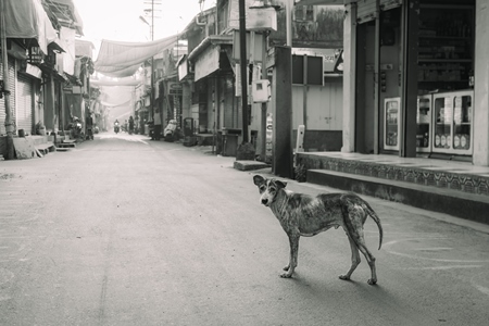 Indian street dog or stray pariah dog with mange or skin disease, Malvan, India, 2022