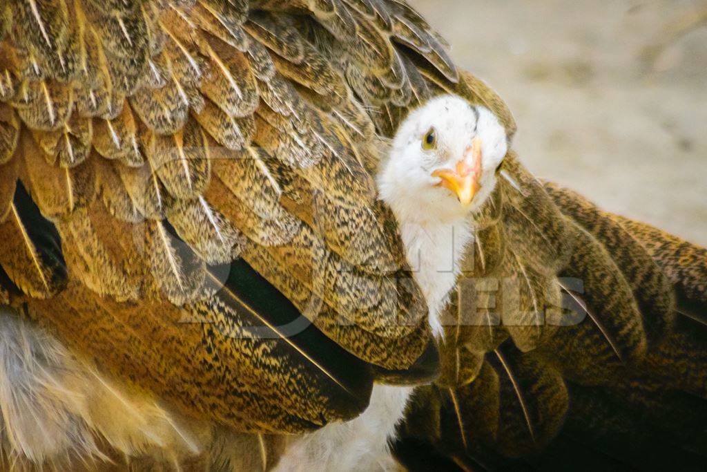 Small baby chick peeping out from mother hen