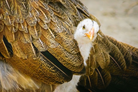 Small baby chick peeping out from mother hen