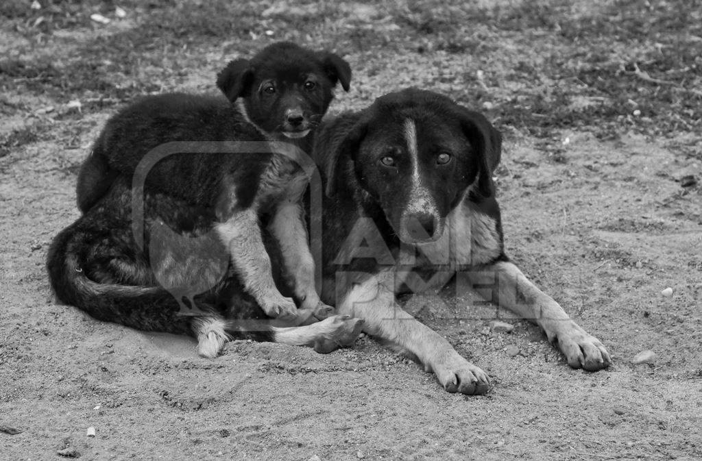 Mother street dog with puppy in black and white
