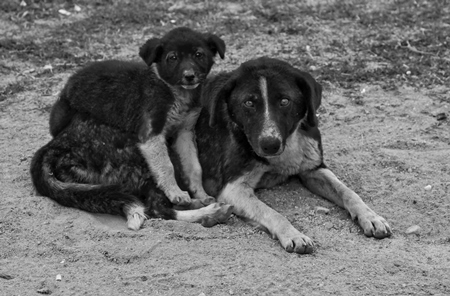 Mother street dog with puppy in black and white