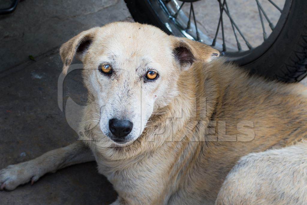 Old Indian stray or street pariah dog  lying on road in urban city of Pune, Maharashtra, India, 2021