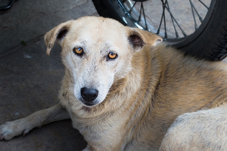 Old Indian stray or street pariah dog  lying on road in urban city of Pune, Maharashtra, India, 2021