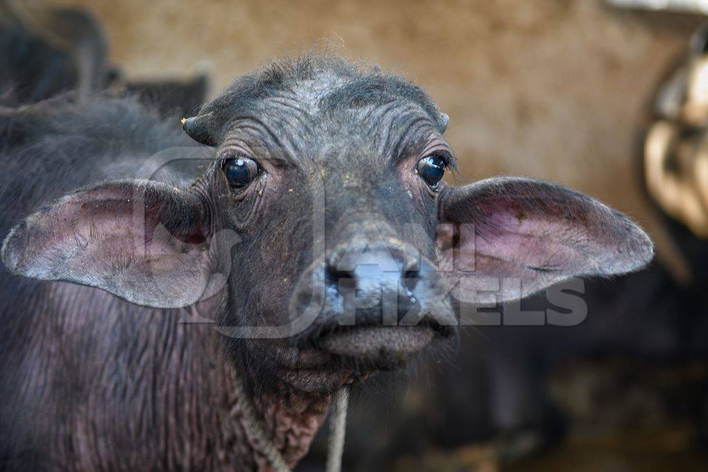 Close up of farmed Indian buffaloe calf face  on an urban dairy farm or tabela, Aarey milk colony, Mumbai, India, 2023