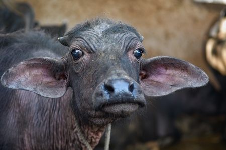 Close up of farmed Indian buffaloe calf face  on an urban dairy farm or tabela, Aarey milk colony, Mumbai, India, 2023