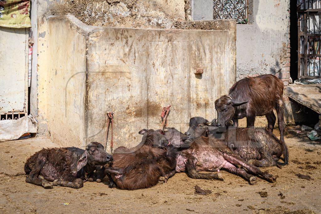 Indian buffalo calves suffering in the heat tied up in the street, part of Ghazipur dairy farms, Ghazipur, Delhi, India, 2022