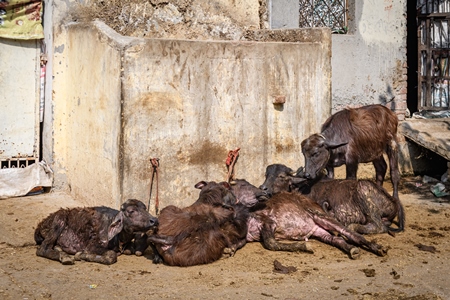 Indian buffalo calves suffering in the heat tied up in the street, part of Ghazipur dairy farms, Ghazipur, Delhi, India, 2022