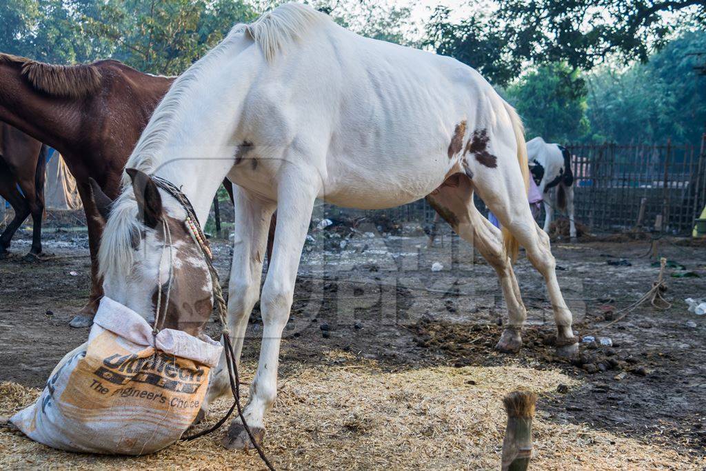 One white horse tied and eating food at Sonepur cattle fair