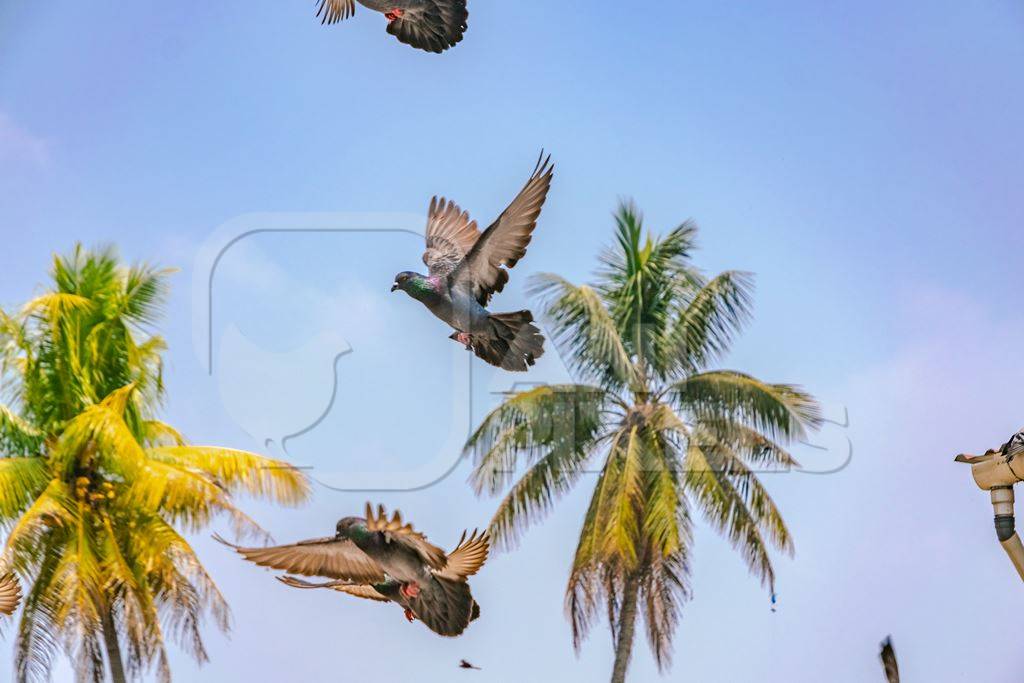 Flock of Indian pigeons in the courtyard of a temple in Kerala in India