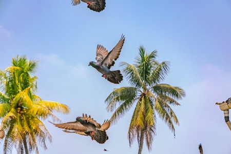 Flock of Indian pigeons in the courtyard of a temple in Kerala in India