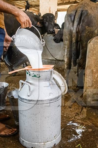 A worker pours milk into a milk can with farmed Indian buffaloes in the background in a large shed on an urban dairy farm or tabela, Aarey milk colony, Mumbai, India, 2023