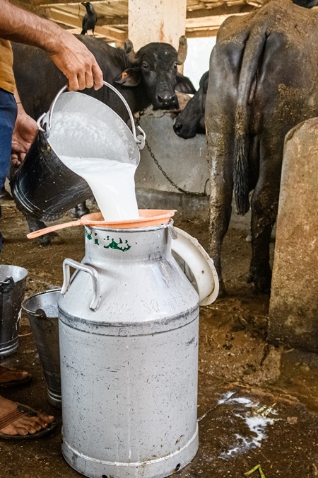 A worker pours milk into a milk can with farmed Indian buffaloes in the background in a large shed on an urban dairy farm or tabela, Aarey milk colony, Mumbai, India, 2023