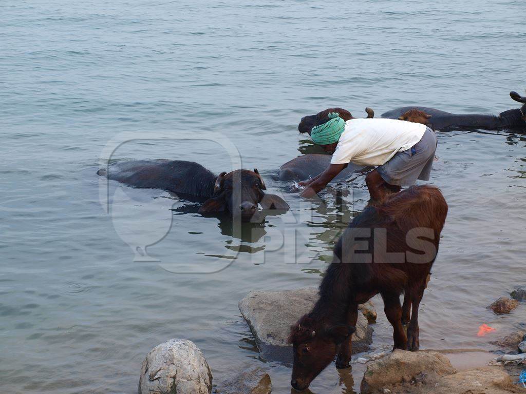 Photo of herd of Indian water buffaloes in lake with man, India