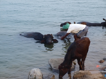 Photo of herd of Indian water buffaloes in lake with man, India