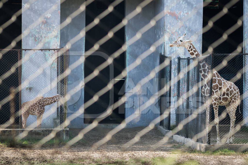 Giraffes in enclosures in Sanjay Gandhi Jaivik Udyan zoo