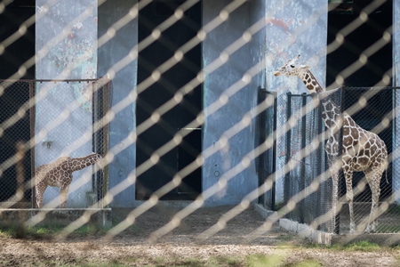 Giraffes in enclosures in Sanjay Gandhi Jaivik Udyan zoo