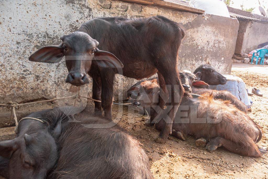 Farmed Indian buffaloes on a dark and crowded urban dairy farm in a city in Maharashtra, India