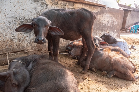 Farmed Indian buffaloes on a dark and crowded urban dairy farm in a city in Maharashtra, India