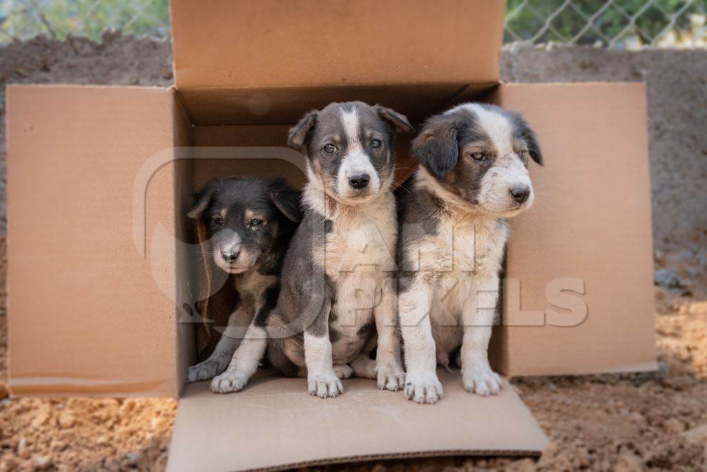 Cardboard box of three small abandoned street puppies in an urban city