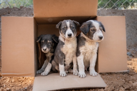 Cardboard box of three small abandoned street puppies in an urban city