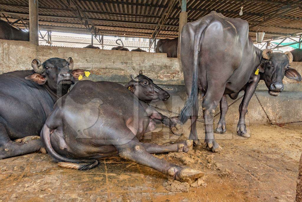 Buffaloes lying down and chained up on a dark and dirty urban dairy farm in a city in Maharashtra