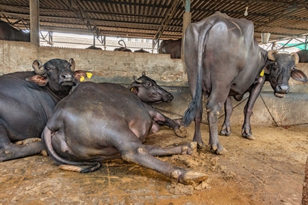 Buffaloes lying down and chained up on a dark and dirty urban dairy farm in a city in Maharashtra
