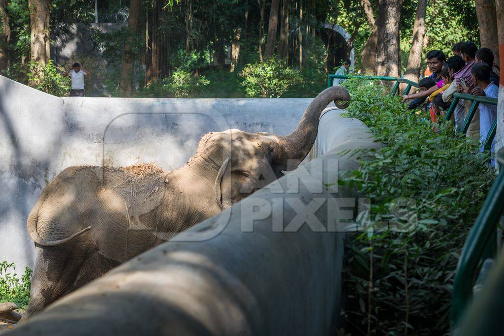 Elephant reaching over wall in Sanjay Gandhi Jaivik Udyan zoo to get food from tourists