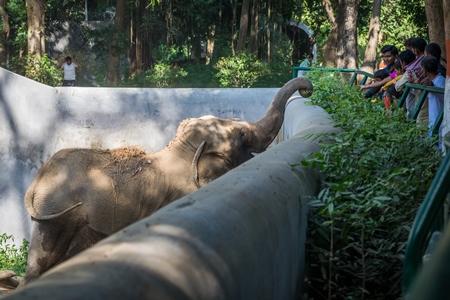 Elephant reaching over wall in Sanjay Gandhi Jaivik Udyan zoo to get food from tourists