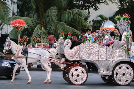 White carriage horse in harness used for tourist rides