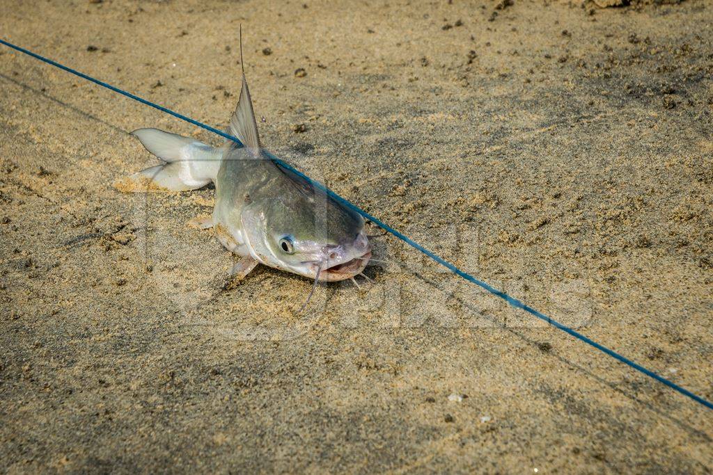 Fish with hook in mouth being dragged along on a fishing line on a sandy beach