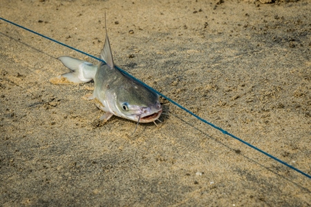 Fish with hook in mouth being dragged along on a fishing line on a sandy beach