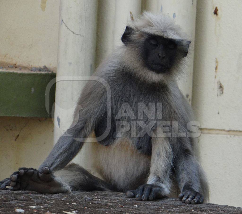 Langur sitting and sleeping with eyes closed