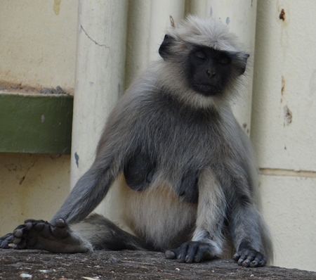 Langur sitting and sleeping with eyes closed