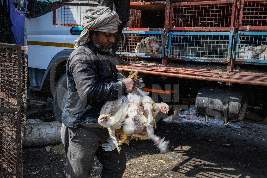 Workers handle bunches of Indian broiler chickens taken from trucks at Ghazipur murga mandi, Ghazipur, Delhi, India, 2022