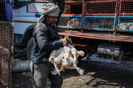 Workers handle bunches of Indian broiler chickens taken from trucks at Ghazipur murga mandi, Ghazipur, Delhi, India, 2022
