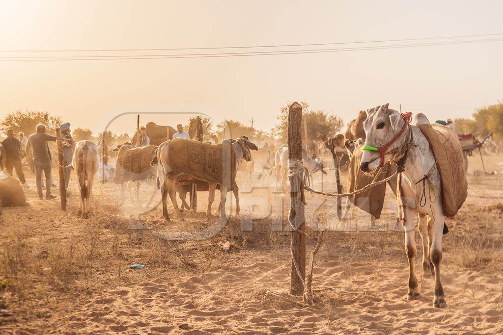 Indian cows or bullocks at Nagaur Cattle Fair, Nagaur, Rajasthan, India, 2022