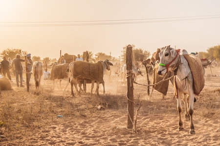 Indian cows or bullocks at Nagaur Cattle Fair, Nagaur, Rajasthan, India, 2022