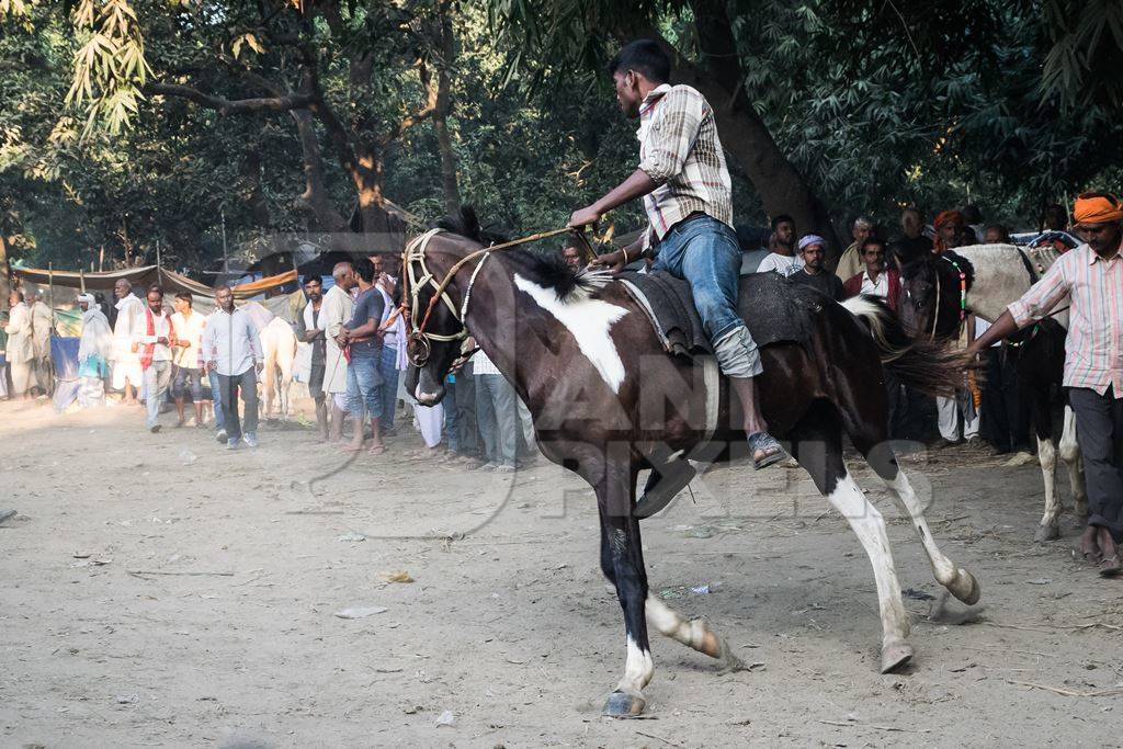 Man riding brown and white horse in a horse race at Sonepur cattle fair with spectators watching