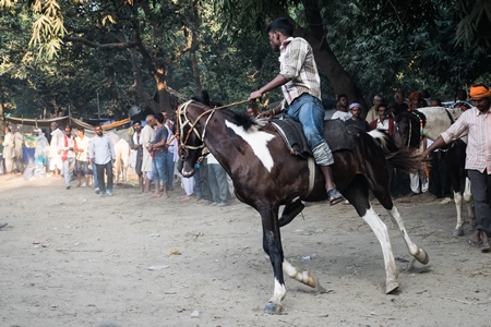 Man riding brown and white horse in a horse race at Sonepur cattle fair with spectators watching